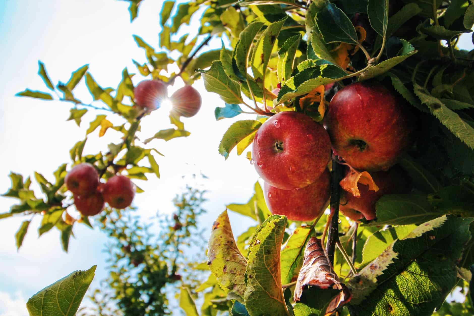 ontario cider marketing funding, doug ford