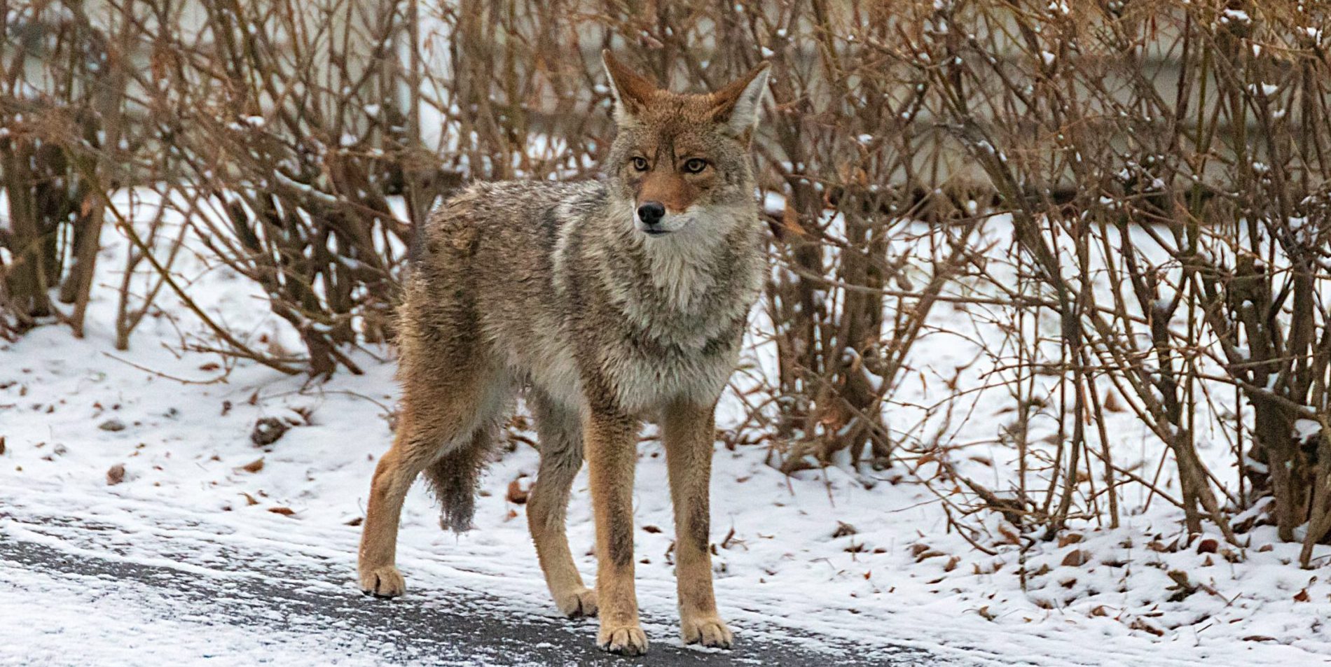 Watch out for young urban coyotes on the move this winter in Brampton