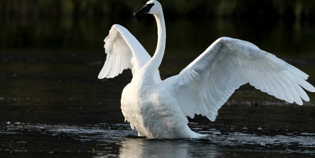 trumpeter swan official bird of burlington lasalle park