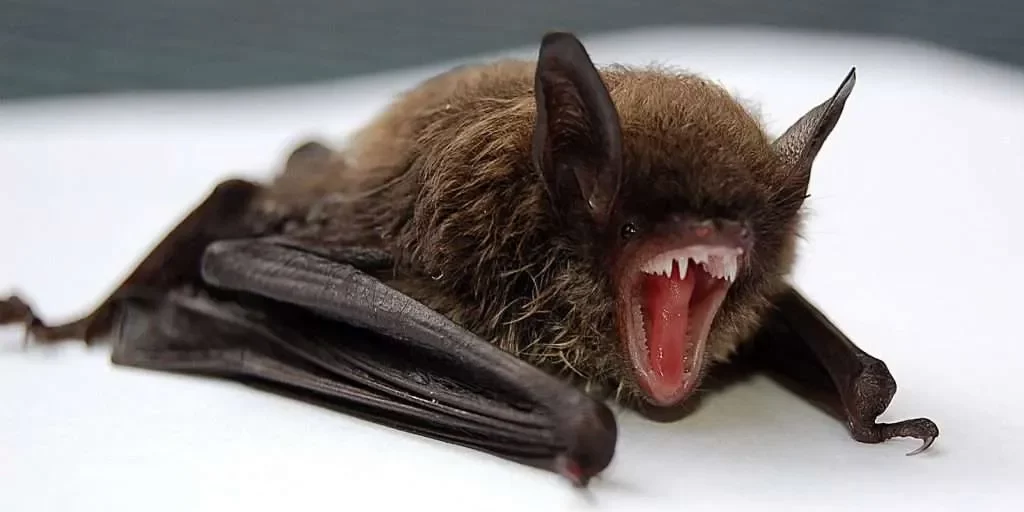 Bat with rabies found in downtown Burlington neighbourhood | INhalton