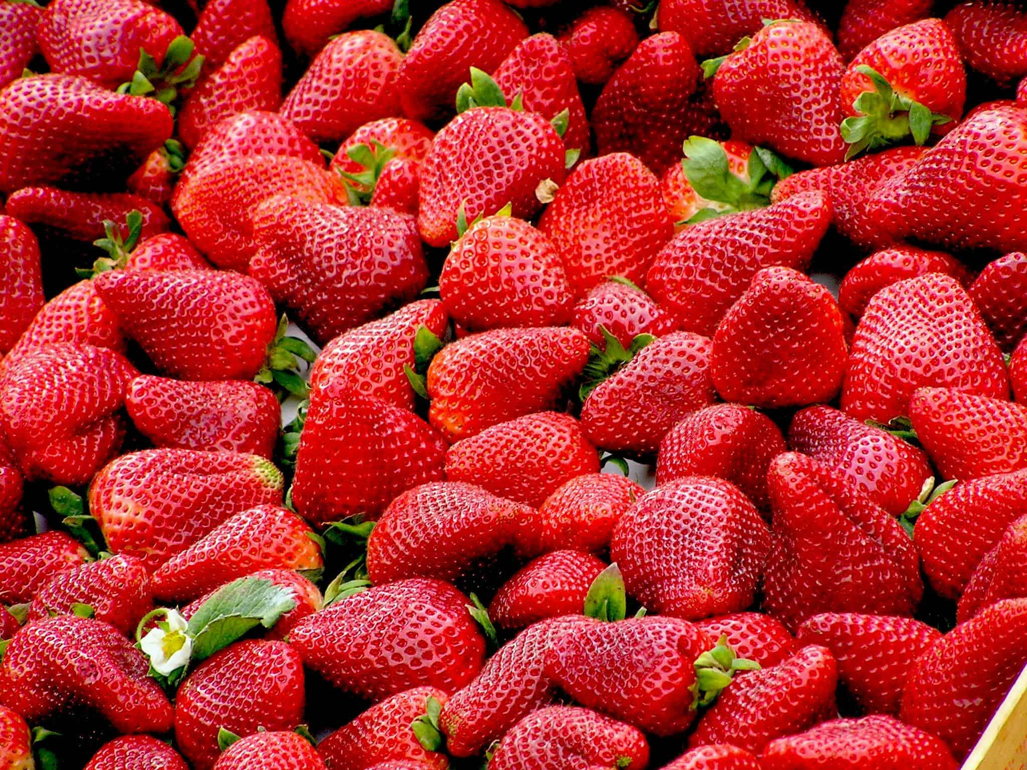 Ontario, Oakville, strawberries, fields, history, growth,