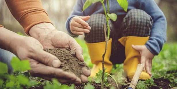 tree sapling free plant Burlington