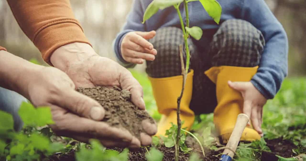 tree sapling free plant Burlington