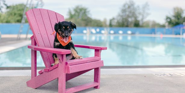 dog Burlington swim pool humane