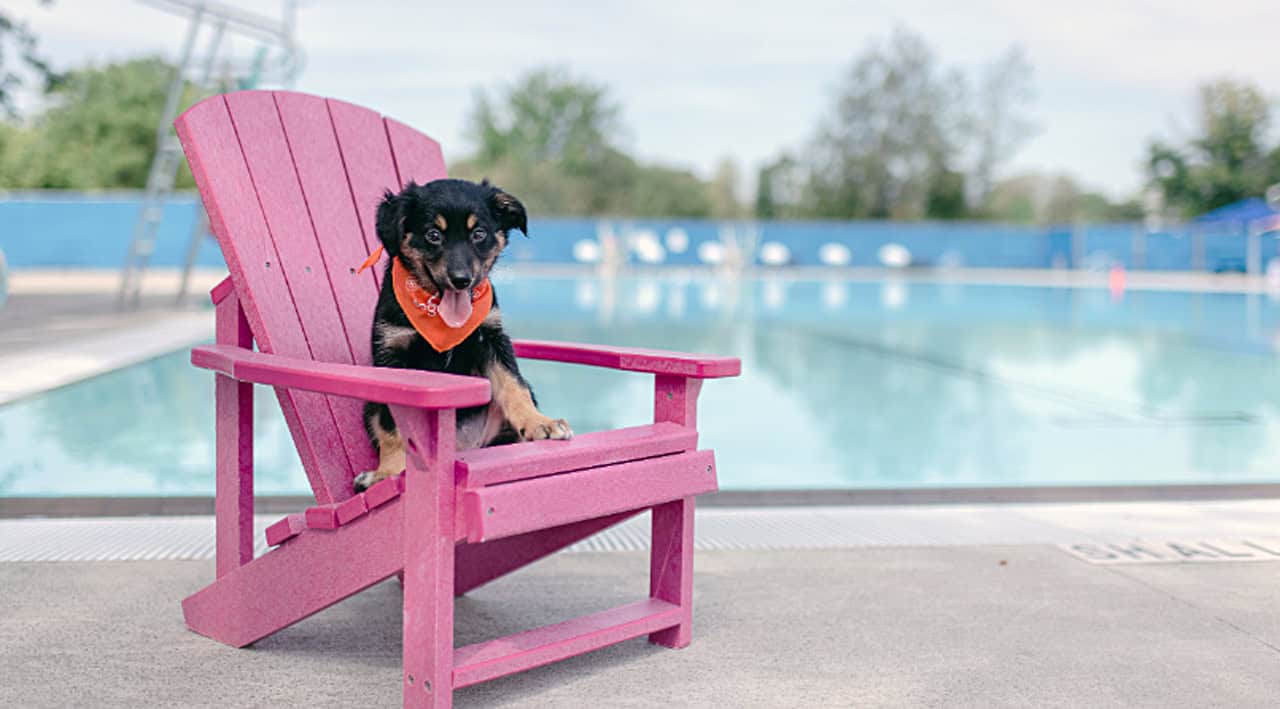 dog Burlington swim pool humane