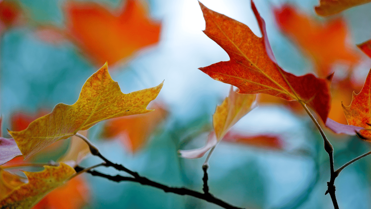 fall, official, arrive, astronomy, cold, days, autumn weather, Ontario