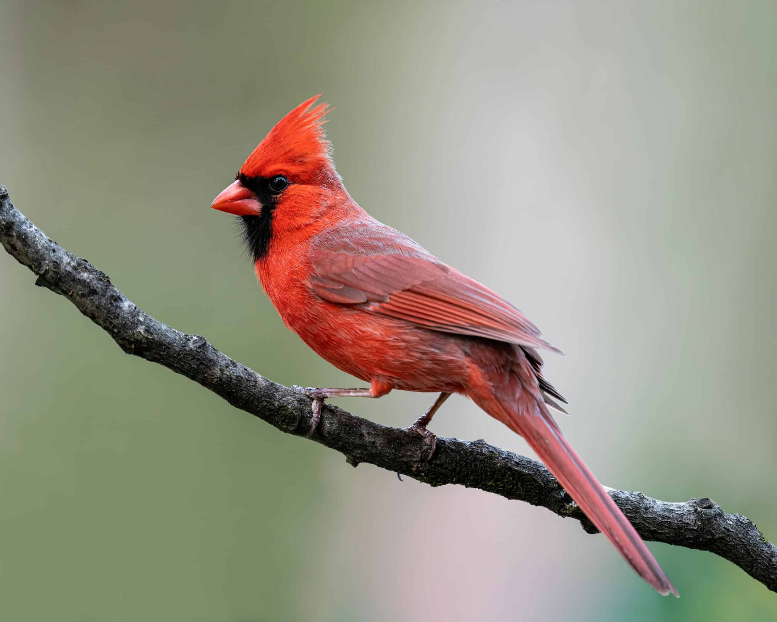 Free bird-watching event scheduled for this weekend in Halton Hills