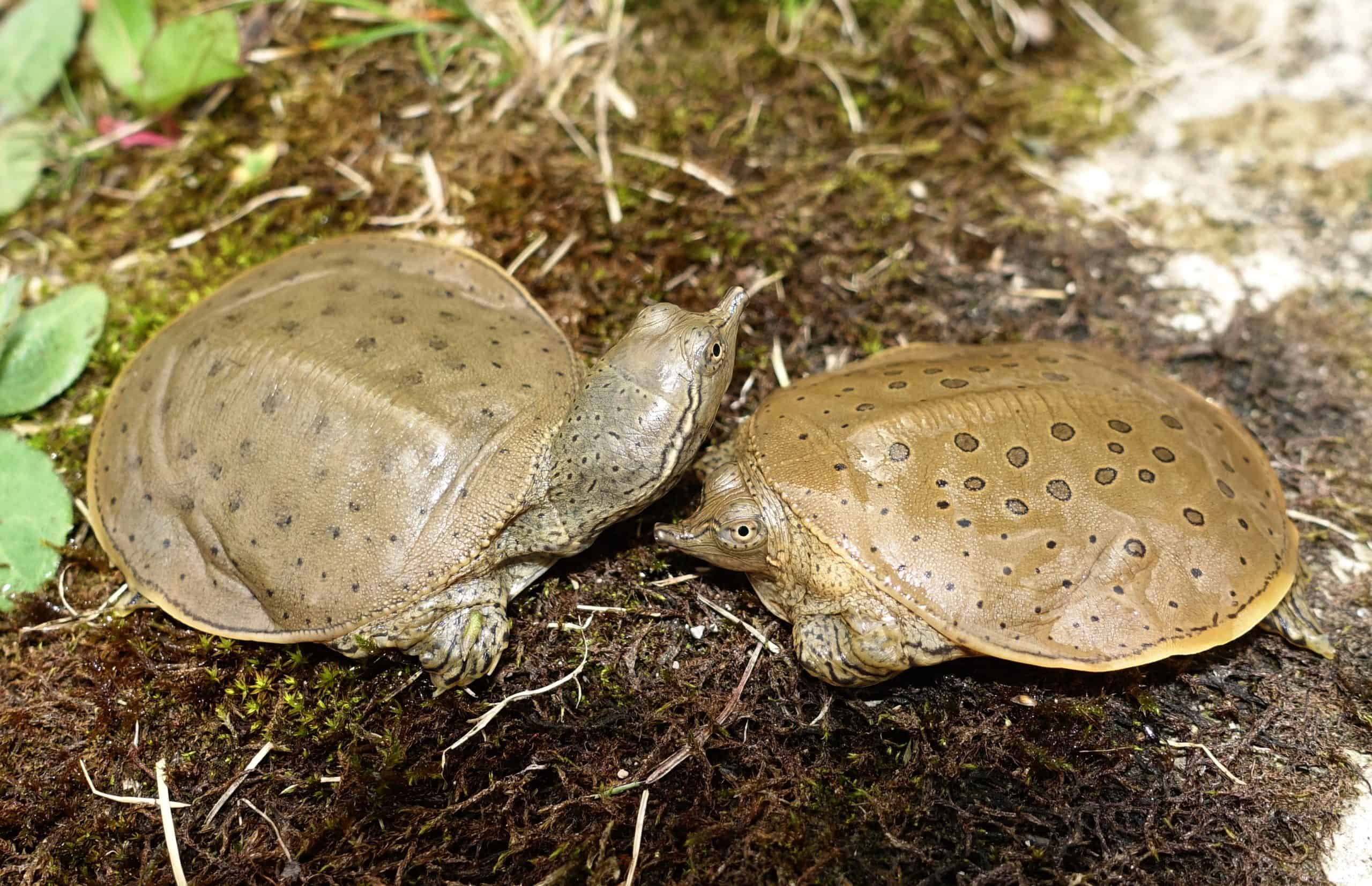 Forget the beaver, moose and goose. These are the most Canadian animals