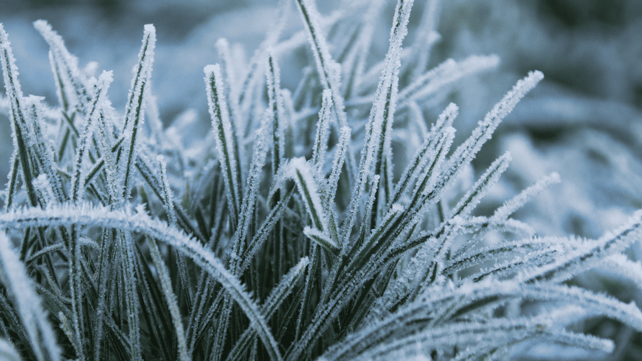 frost, advisory, warning, weather, cold, ice, plants, southern Ontario.