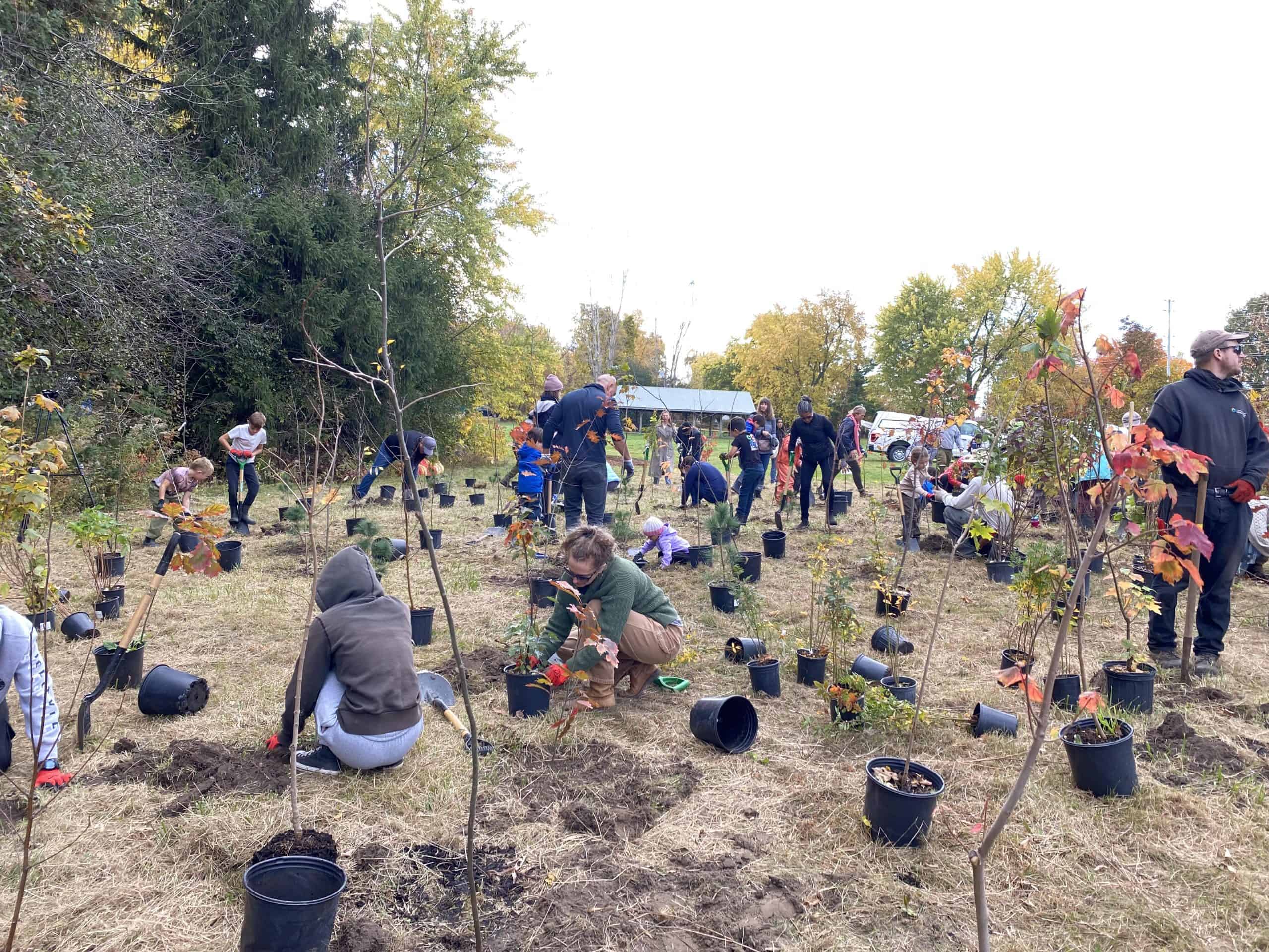 Trees For Life plantings