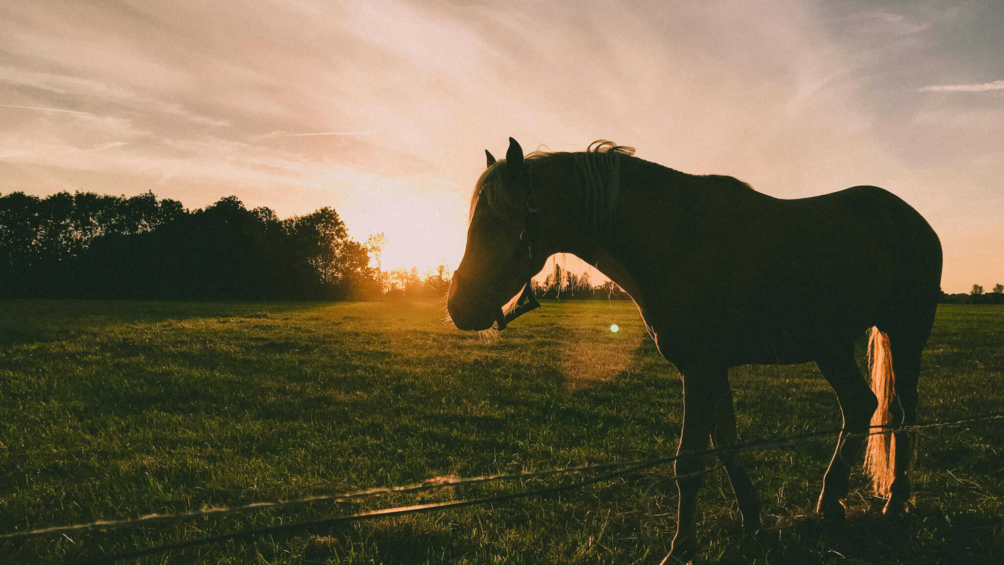 Harassment in the horse business leads to charge for Ontario woman, police say