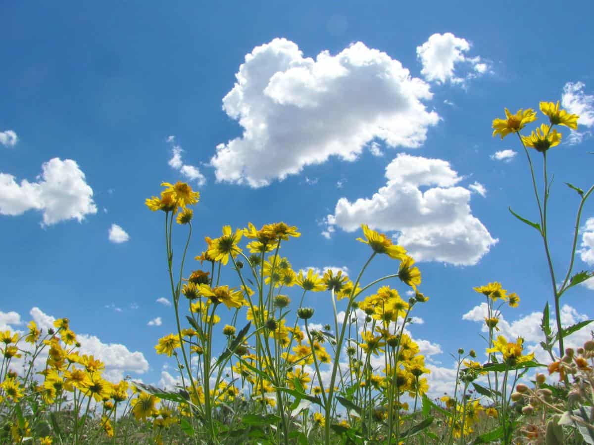 Sunnys skies expected in the GTA for June1