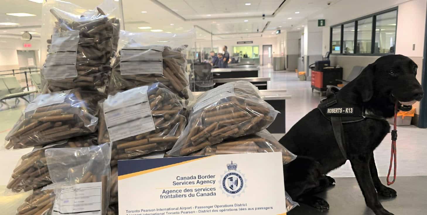 detector dog finds cuban cigars at toronto pearson airport in mississauga