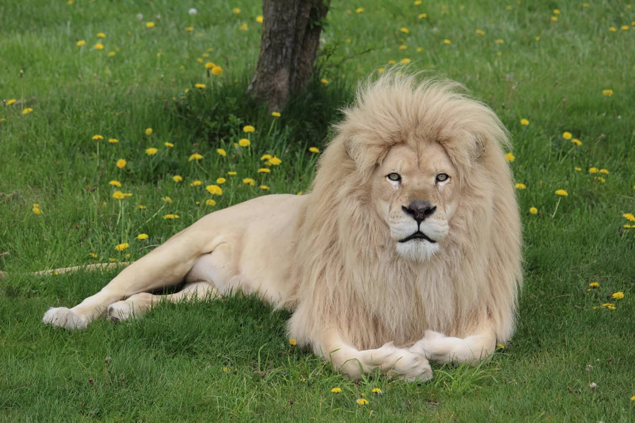 One of Canada's longest-standing attractions, African Lion Safari, is open for the 2026 season