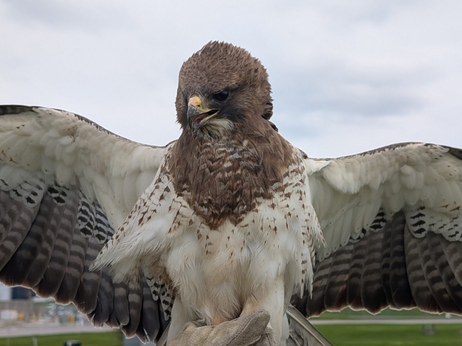 rare hawk turns up at toronto pearson airport in mississauga.