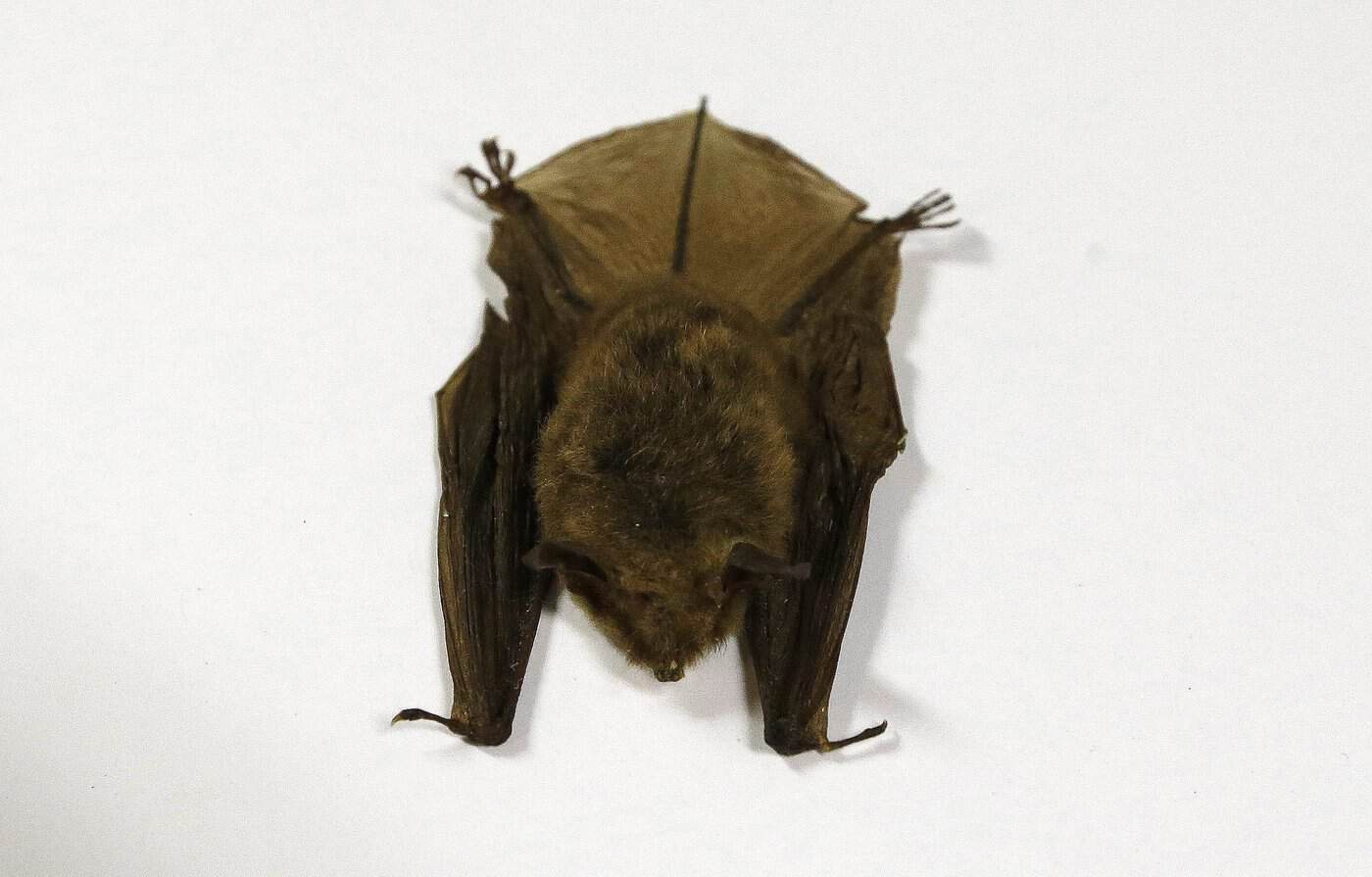 Child's rabies death prompts renewed warning about bat exposure in Canada
