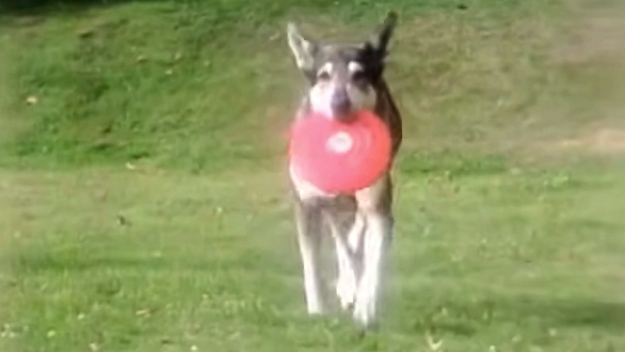 littlest hobo return canada